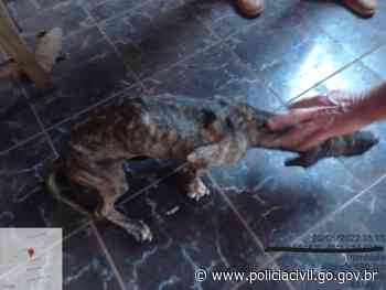 Cães vítimas de maus-tratos são resgatados em Itumbiara - policiacivil.go.gov.br