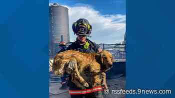 Dog breeder says it lost several dogs in Weld County fire