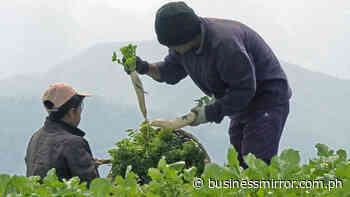 BBM at DA is 'best' for PHL farmers, fishermen | Jasper Y. Arcalas - BusinessMirror