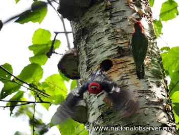 Woodpecker nest halts construction of TMX pipeline near Chilliwack - Canada's National Observer