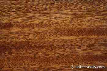 MIT Pioneers Technology To Grow Customizable Wood Products in the Lab With Little Waste