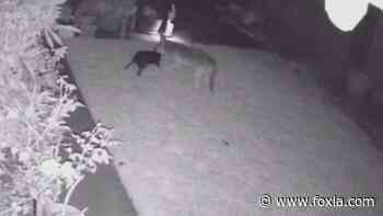 VIDEO: Coyote attacks dog in Huntington Beach, family wants city to solve coyote problem - FOX 11 Los Angeles
