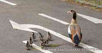 Enten lösen Unfall auf A8 bei Merzig aus: Kind verletzt, Autobahn gesperrt - Saarbrücker Zeitung
