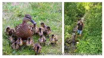 Oswaldtwistle duck hero comes to the rescue