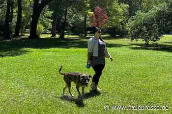 Grünpflege: Reichenbacher Stadträte diskutieren Sparvorschläge - freiepresse.de