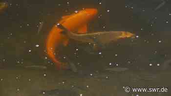 Bitburg: Riesige Goldfische in Teich entdeckt - SWR Aktuell