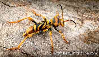 Mèze / Sète / Frontignan : le « capricorne asiatique », un nouvel insecte nuisible identifié - Hérault Tribune