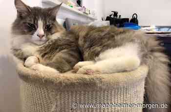 FDP-Politiker greift Ministerium wegen Katzen-Hausarrest in Walldorf an - Heidelberg - Nachrichten und Informationen - Mannheimer Morgen