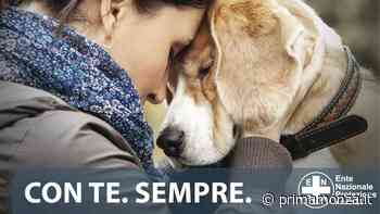 Giornata contro l'Abbandono, Enpa apre le porte del rifugio a Monza - Prima Monza