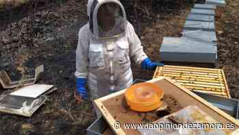 El “milagro” de las colmenas de Olleros de Tera - La Opinión de Zamora