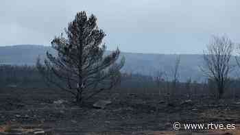 Zamora: "Puede tardar una generación en ser lo que era antes" - RTVE
