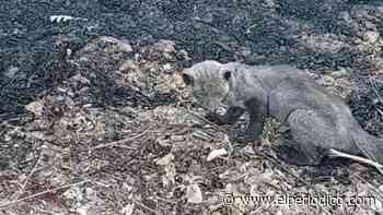 Los animales, las otras víctimas del incendio de Zamora - El Periódico
