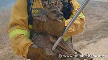 La durísima historia tras la foto viral del cervatillo de Zamora: "Como guardándole luto" - El HuffPost