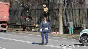 Monza, la rivoluzione del verde: appalto da 7 milioni di euro - IL GIORNO