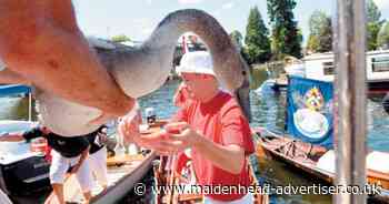 Dates announced for historic Swan Upping on River Thames - Maidenhead Advertiser