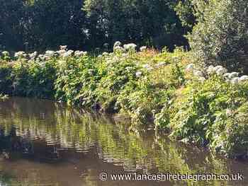'Super' giant hogweed on bank of River Darwen in Higher Walton