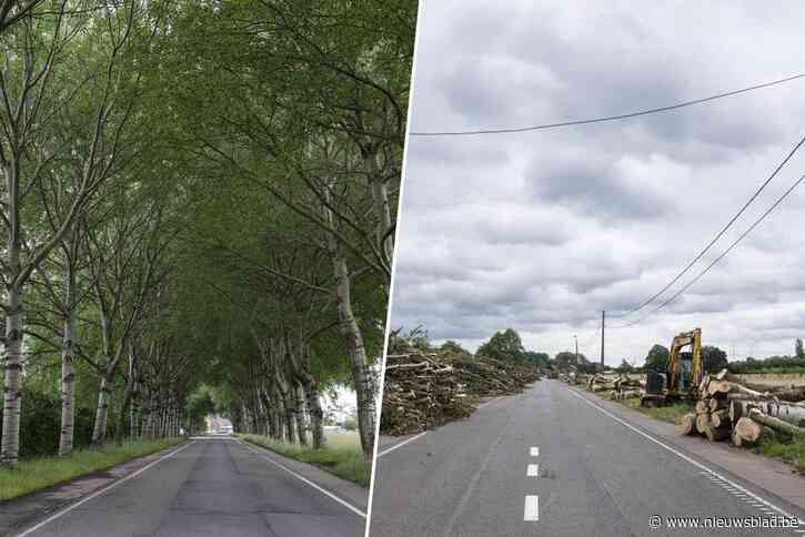 Foto’s tonen immens verschil voor en na bomenkap van 154 zilverpopulieren