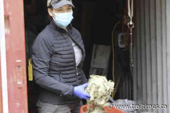 Content caribou mothers bring hope for caregivers at Nakusp maternity pen - Trail Times