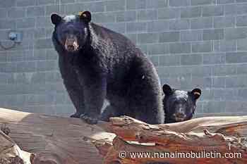 Vancouver Island wildlife recovery centre celebrates release of 6 bears back into wild