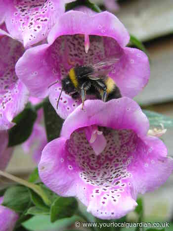 Nature Notes: The 'magical' foxglove loved by bees