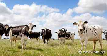 Provincie zorgt voor schaduwbomen voor koeien: “Hittestress zorgt een verminderde melkgift” - Het Laatste Nieuws
