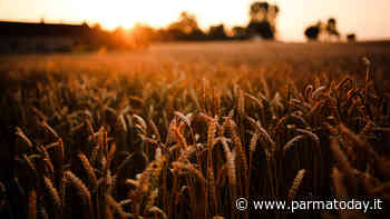 PNRR: l'Università di Parma nel Centro Nazionale per lo sviluppo delle Nuove Tecnologie in Agricoltura - ParmaToday