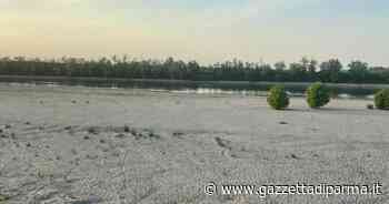 A Parma raddoppiano i costi di irrigazione del pomodoro - Gazzetta di Parma