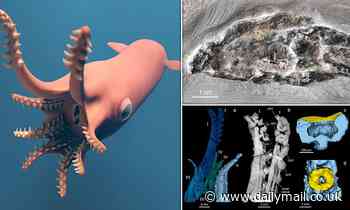 Oldest known ancestor of vampire squid was an active predatory hunter - unlike its descendant 