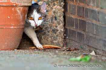Freilaufende Katzen in Lahr müssen kastriert werden - Lahr - Badische Zeitung