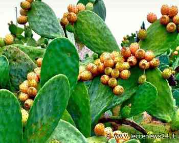 Un Fico d’India nel cuore di Parma, Emanuela Rizzo porta un pezzo di Salento nella Picasso Food Forest - Leccenews24