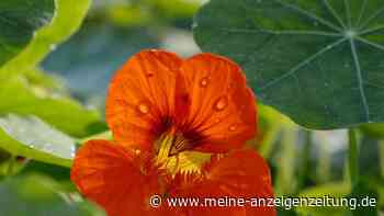 Farbenfroh zum Reinbeißen: Diese Blüten können Sie essen