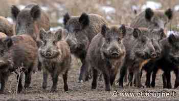 Cinghiali, l'Atc Benevento riflette per trasformare il problema in opportunità - Ottopagine
