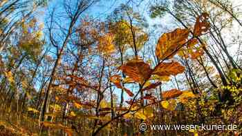Neuer Anlauf für eine Baumschutzsatzung - WESER-KURIER