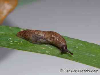 Gardening: Natural remedies to combat a slug invasion