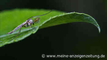 Mücken loswerden: Mit einem Hausmittel können Sie die Plagegeister schnell vertreiben