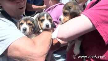 40 beagles seized from breeding facility now at Rhode Island SPCA - WLNE-TV (ABC6)