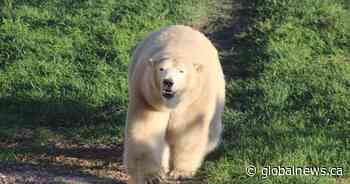 Polar bear dies at Winnipeg zoo while under anesthesia for dental procedure