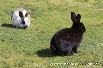 All stick no carrot: B.C. cracks down on invasive rabbit populations