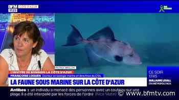 Nice: un concours d'handi-cuisine pour sensibiliser - BFMTV