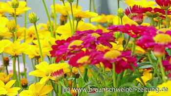 Endspurt für die schönsten Balkone Braunschweigs: Jetzt anmelden!