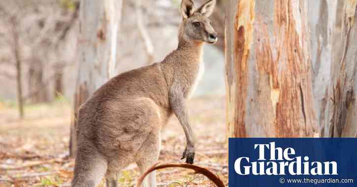Animal welfare groups sue US retailers allegedly selling banned kangaroo leather shoes