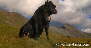 ‘Vedette’ Review: A Cow’s Trouble in Paradise