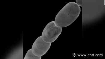 World's largest bacterium discovered is the size of a human eyelash
