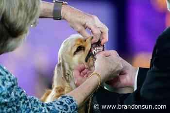 Sound off! Trumpet is 1st bloodhound to win Westminster show - The Brandon Sun