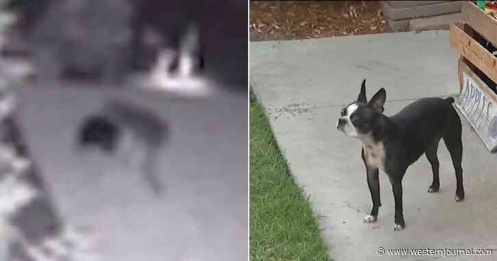 Family Hears Their Dog 'Screaming for Her Life', But When They Rush Outside, Attacker is Long Gone