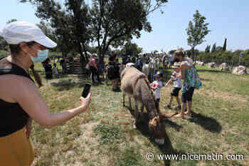 Avec "Cannes Champêtre", la campagne s’invite en ville ce dimanche