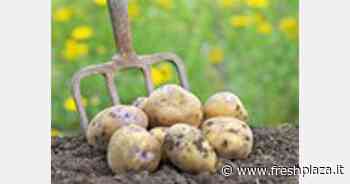Aumento del 4 per cento degli areali fiamminghi coltivati a patate - Freshplaza.it