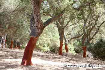 Foreste di sughero, nell'Isola l'83 per cento di quelle italiane: "Una risorsa per il turismo" - sardiniapost - SardiniaPost