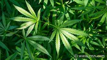 Senate committee moves to let intel agencies hire people who have used marijuana