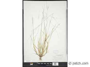 Crabgrass, Native To NH, Confirmed To Now Be Extinct: Officials - Patch